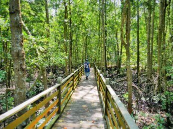 Kukup National park mangrove malaysia 2020