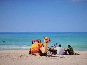 ajman corniche beach public camel