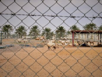 5 red fort al manama ajman zoo goat spikey horns hacienda napoles