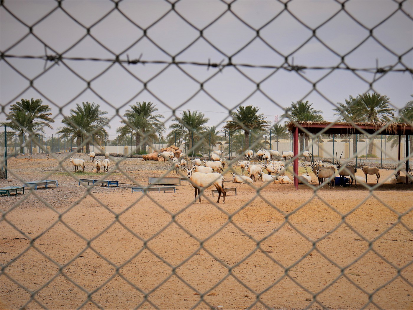 5 red fort al manama ajman zoo goat spikey horns hacienda napoles