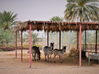 6 red fort al manama ajman zebras zoo animals