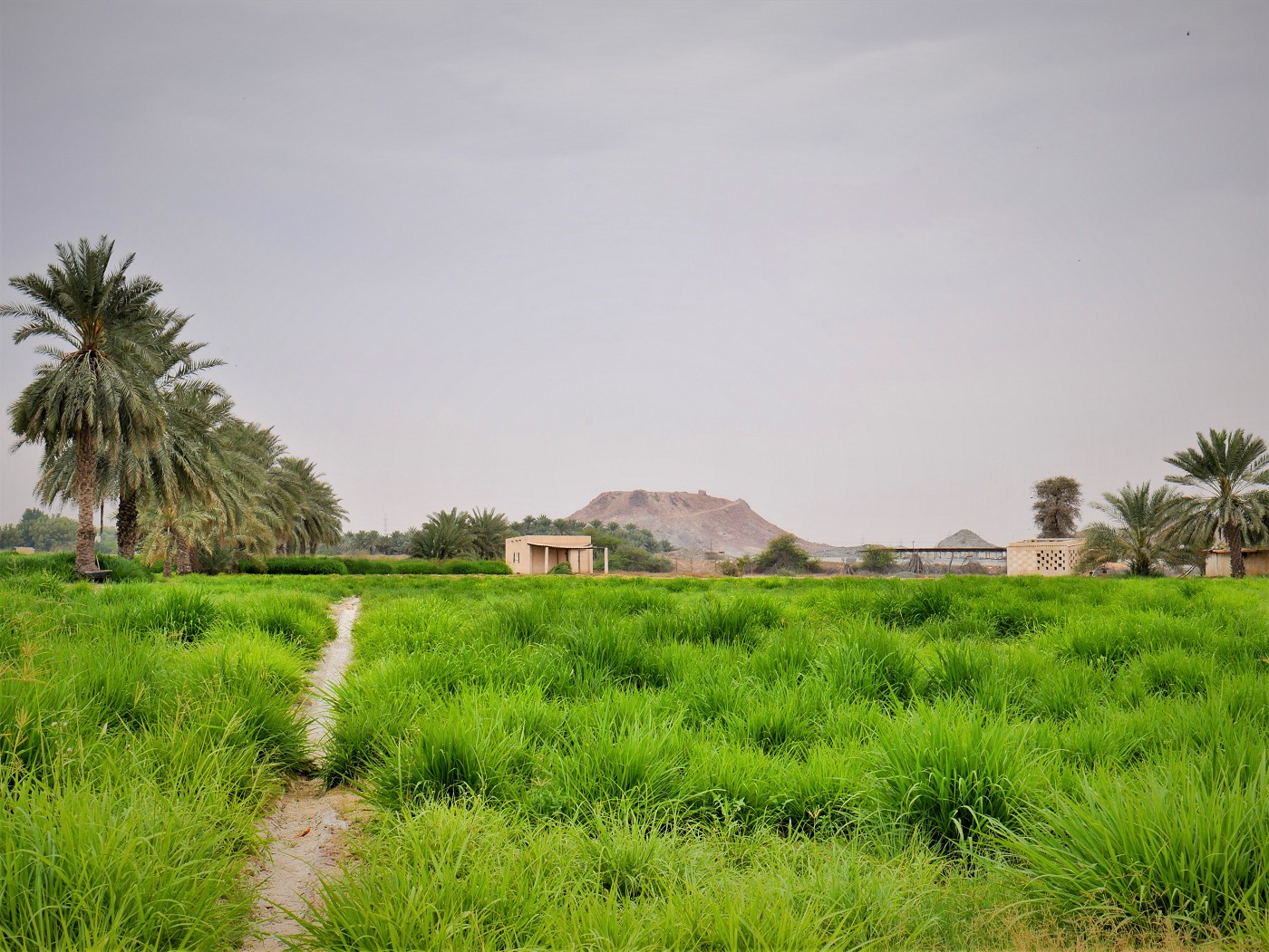 7 al manama ajman field bread basket UAE palm dates mountain