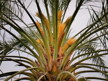 8 date palm al manama ajman blossom flowers