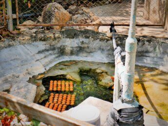 1 onsen egg pornrang hot spring Ranong Thailand