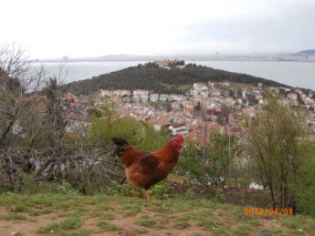 13 chicken and monastery in heybeliada rooster 2013 hike