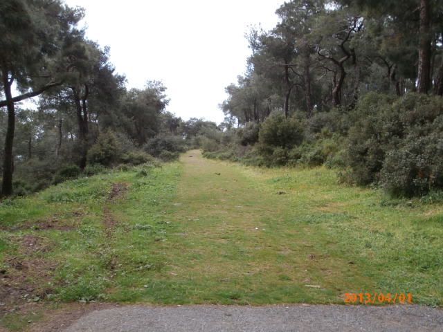 14 near the peak of heybeliada in 2013 when the forest was still there