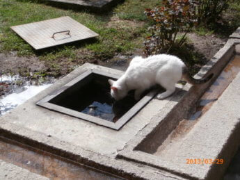 7A Cat drinking water Topkapı Palace