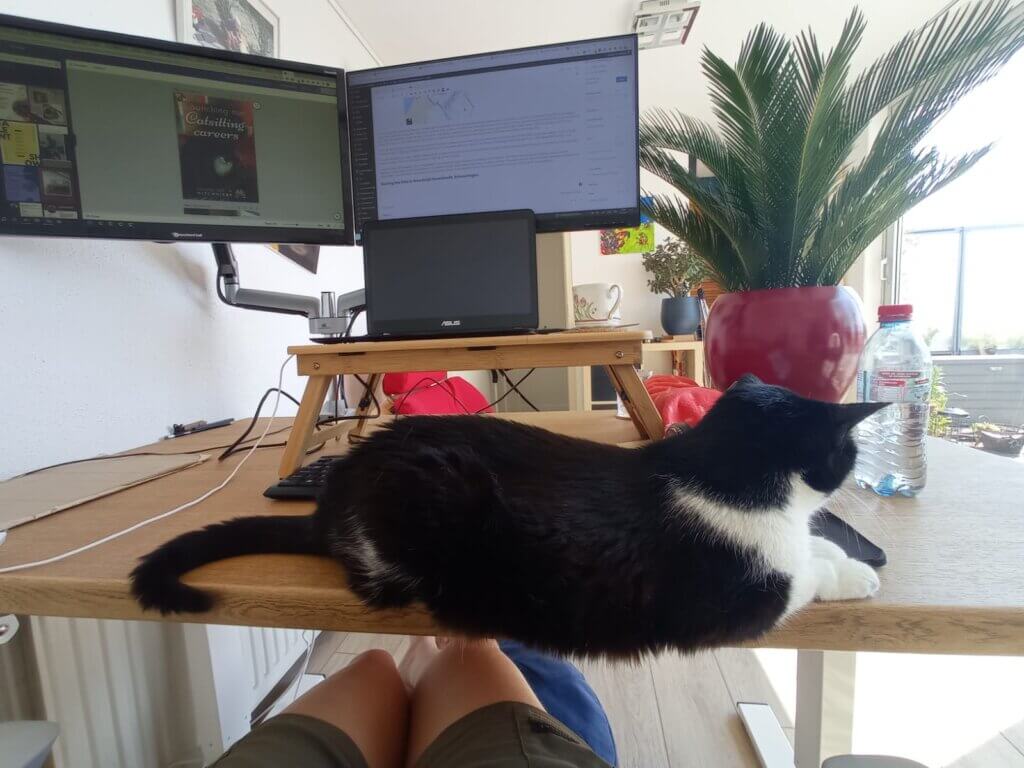 housesitting catsitting home office digital nomad cat the Netherlands