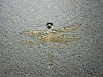 23 fossils dragonfly display museum al mahatta sharjah uae flight history