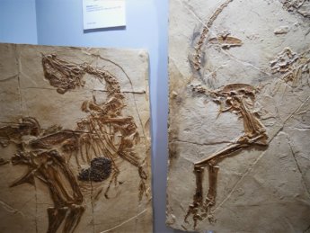 24 fossils pterodactyl on display museum sharjah flight old airport