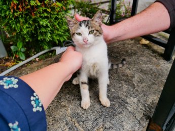 19b kitten ayasofya mosque likes to be pet cats of istanbul turkey