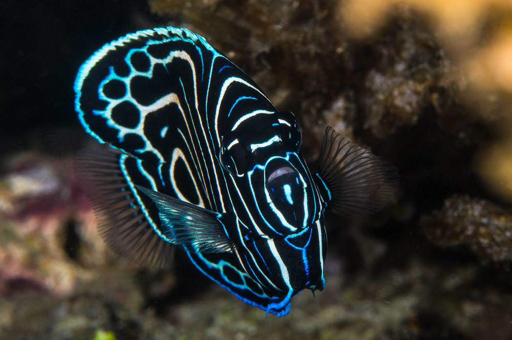 juvenile emperor angel fish flickr francois libert