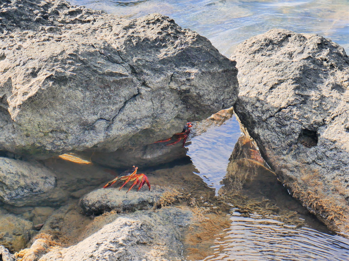 orange red crabs Rodrigues Mauritius Indian Ocean Île aux Diamant