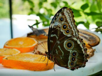 Al Noor Island butterfly park Sharjah