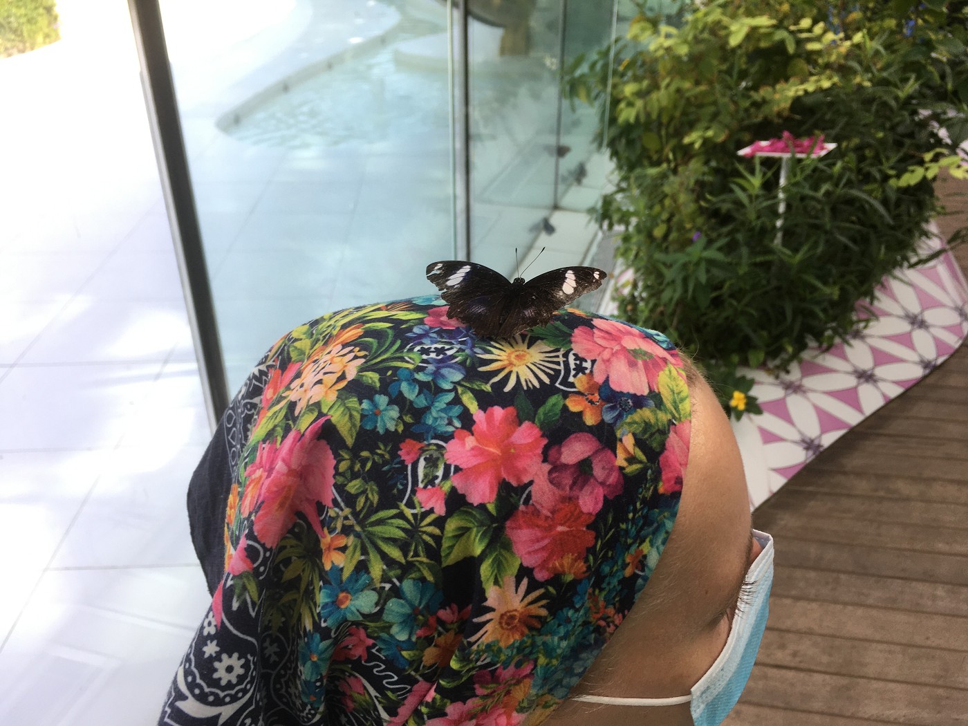 Butterfly garden park in the UAE