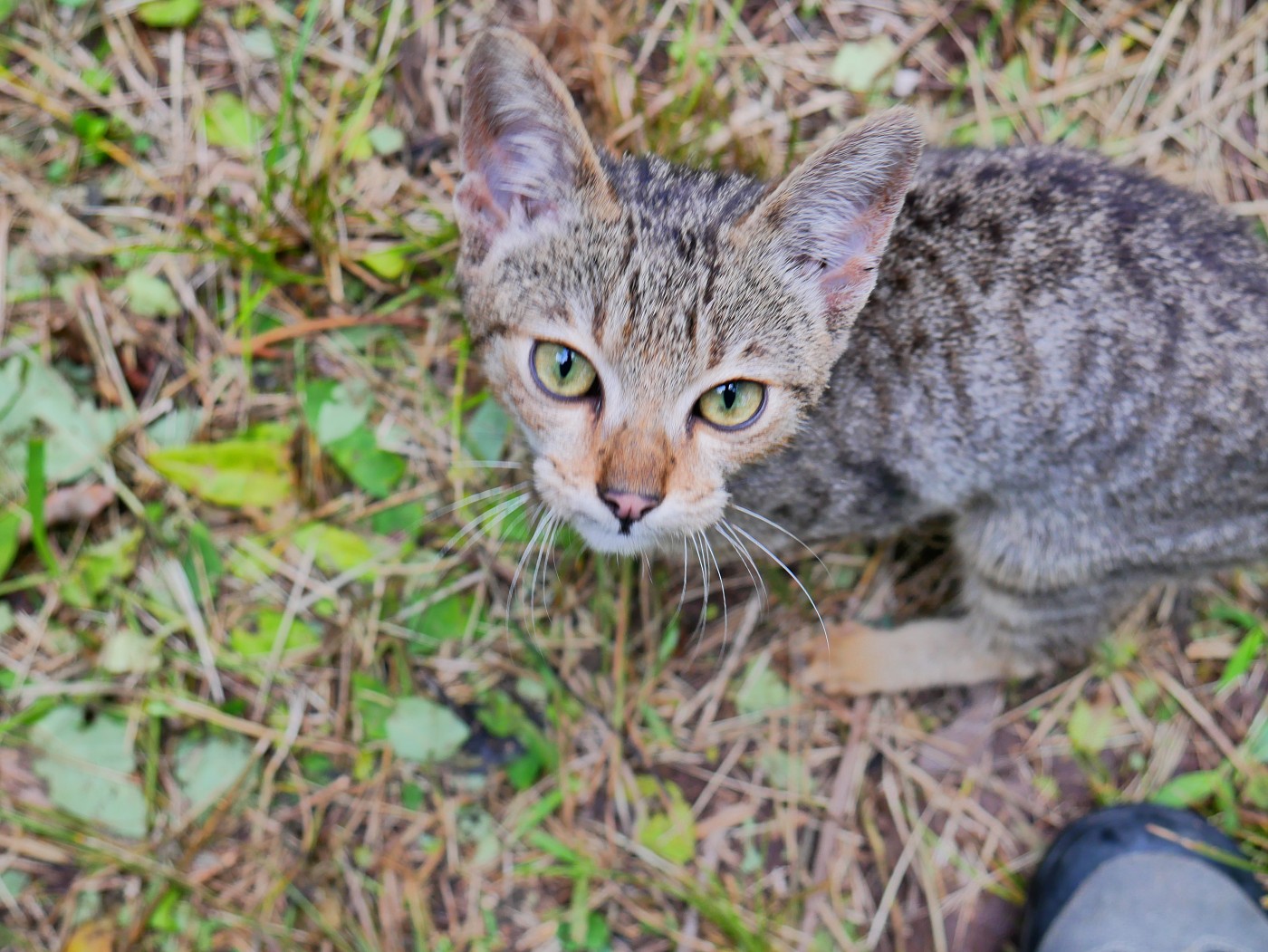 1 Dumped kitten Mont Limon Rodrigues