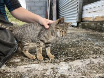 Rescued kitten Limon Confit at the shed purring hard