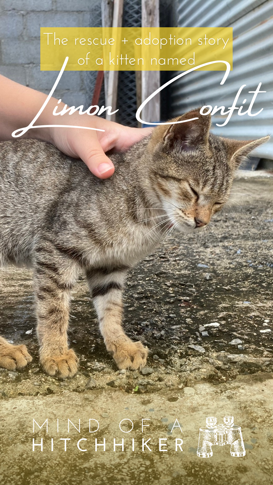 rescuing a kitten in Rodrigues Limon Confit