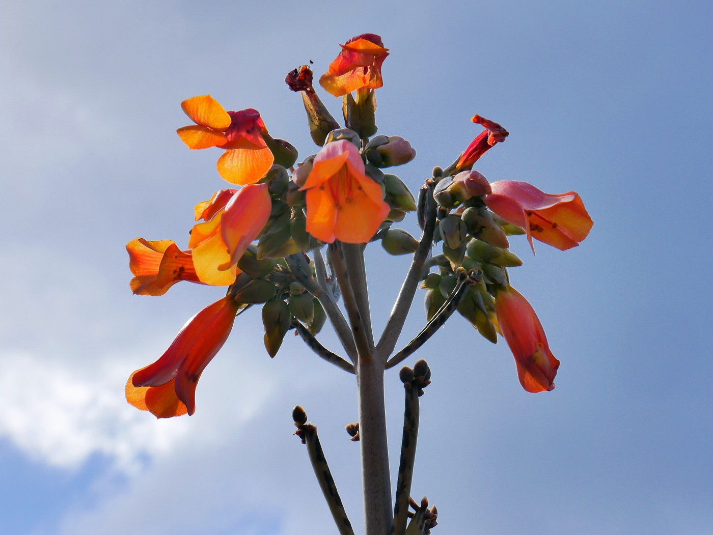 10 flowers of Rodrigues island Mauritius