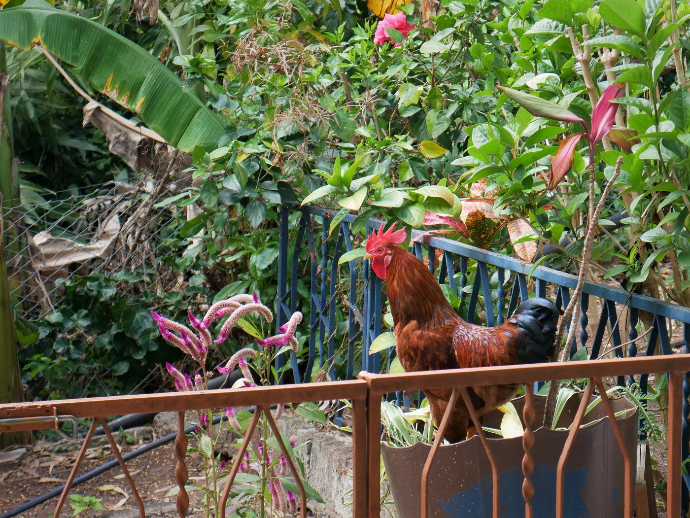 12 Rooster chicken animals of Rodrigues