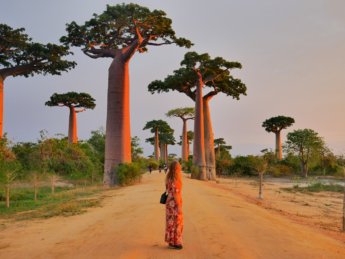Morondava: Avenue of the Baobabs + Baobab Fruit Experience