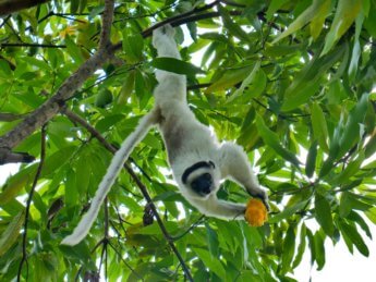 Dancing sifaka Madagascar eating mango in Isalo National Park