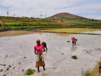 transplanting planting rice young in Madagascar Ambalavao