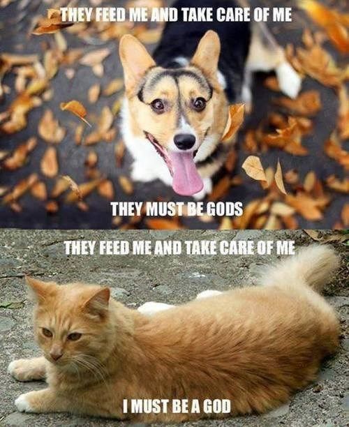 dog versus cat meme must be god