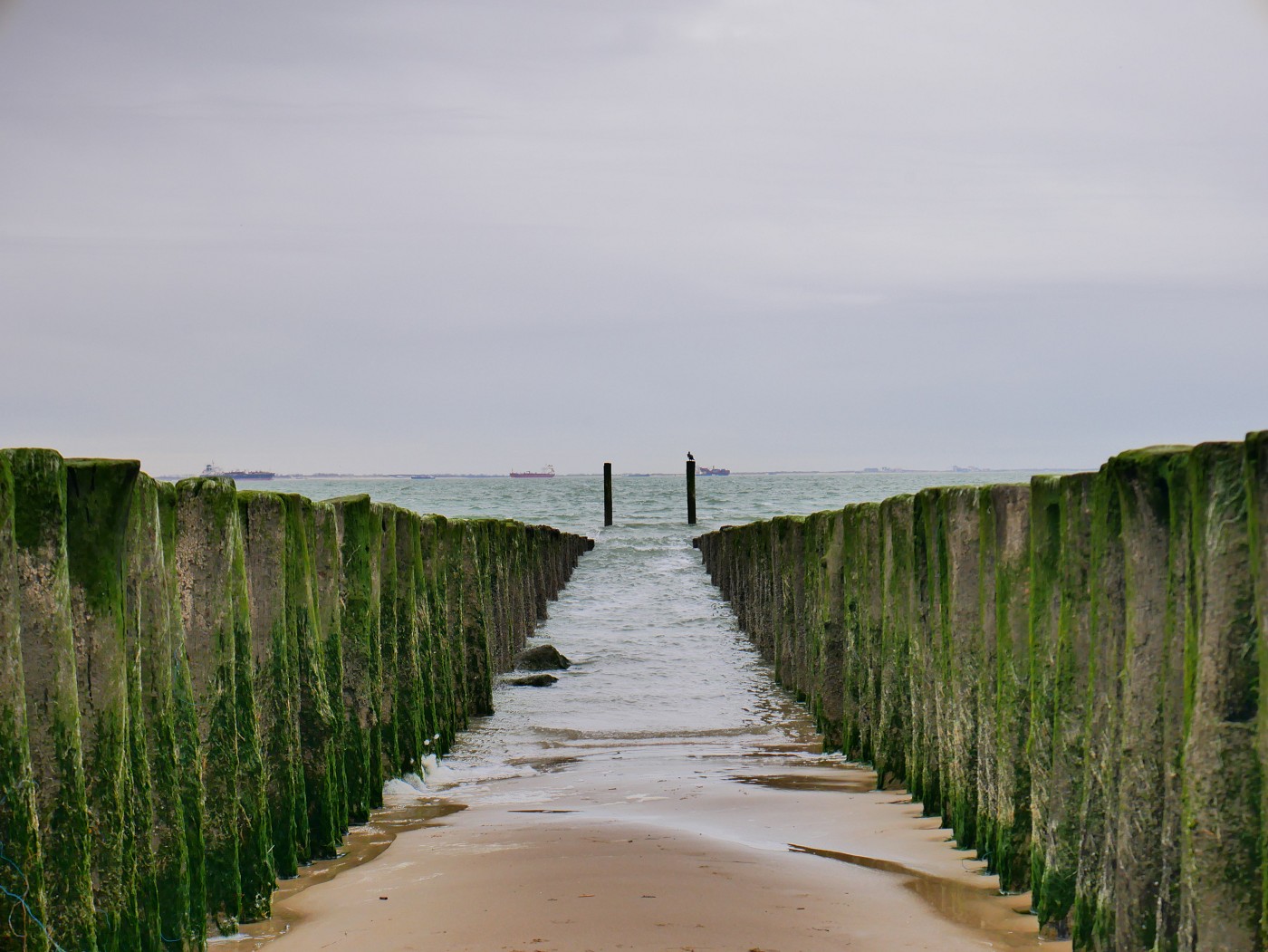 Walk + Work the Dutch Coastline Day 1 paalhoofden wooden posts Dutch beaches in Zeeland Vlissingen to Westkapelle