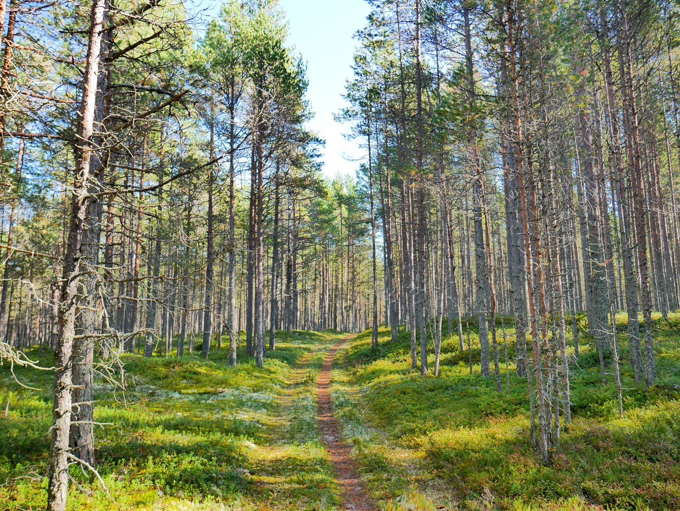 11 forest trails Oulu hiking Hailuoto