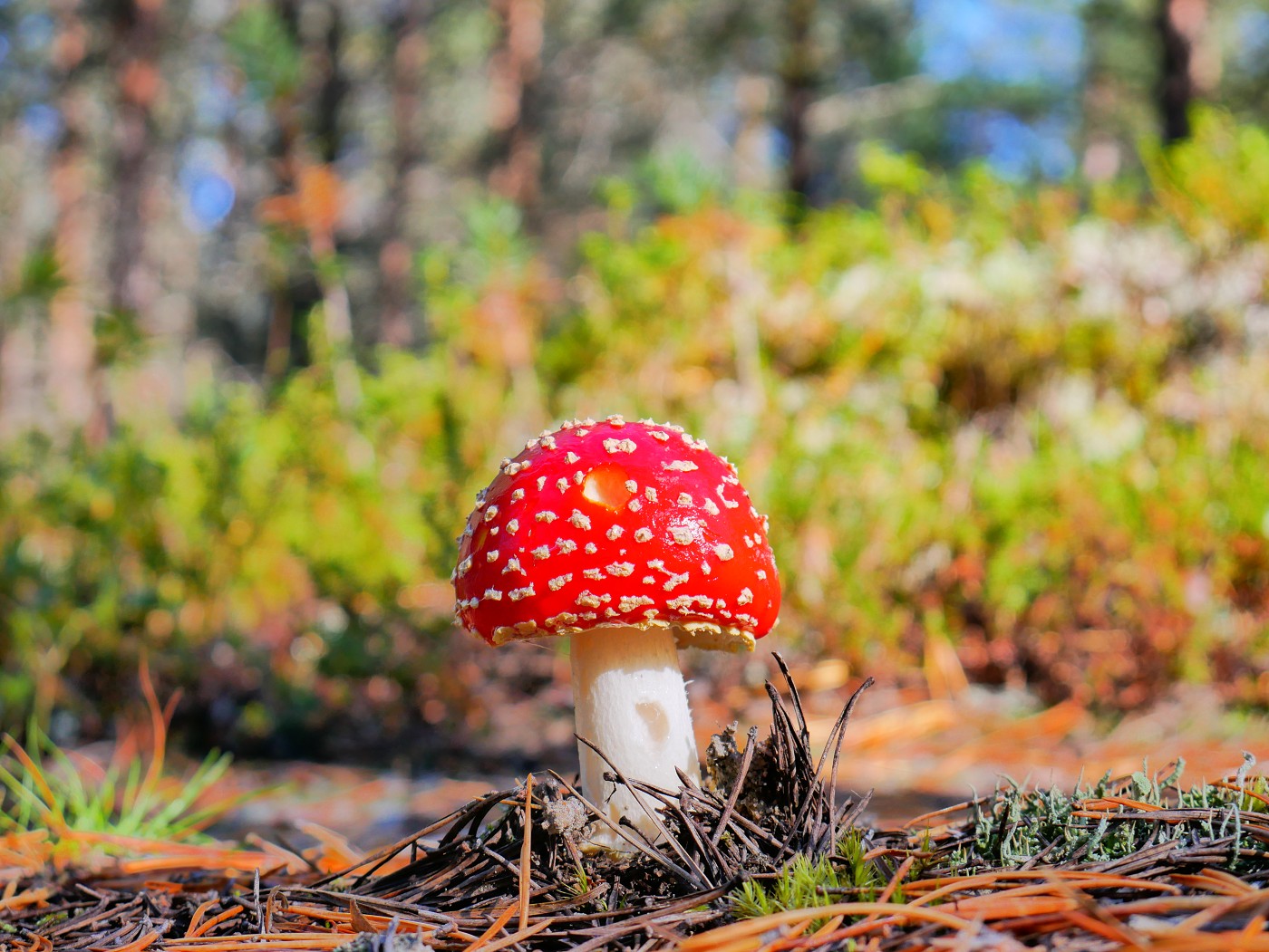 13 red and white dots mushroom oulu forest hailuoto Finland deer fly