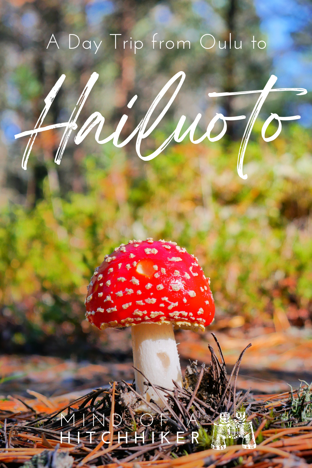 Mushroom forest Finland Oulu