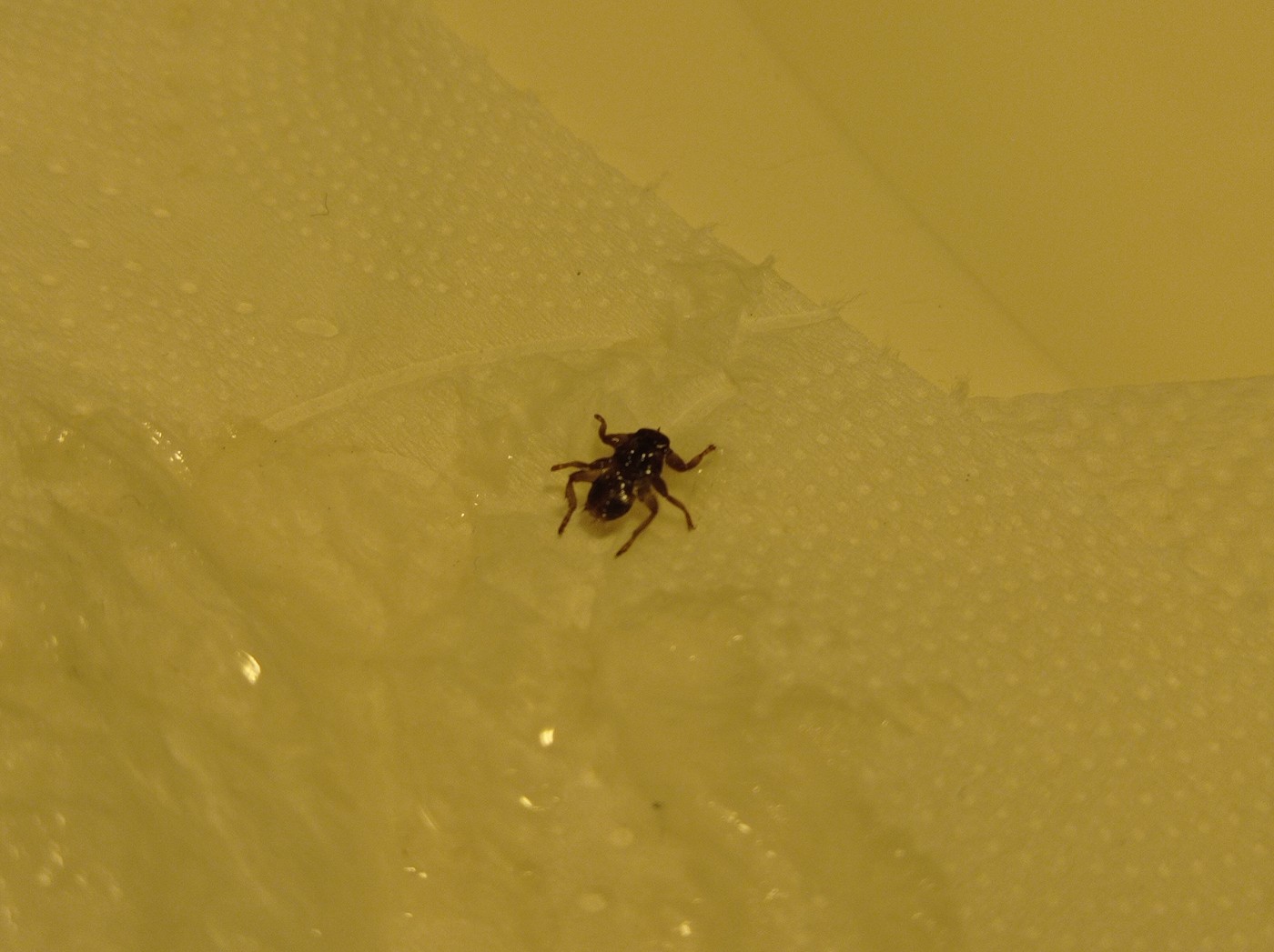 Deer fly northern Finland Oulu Hailuoto Island pest bug flat sticky lost its wings common stubborn shitbug