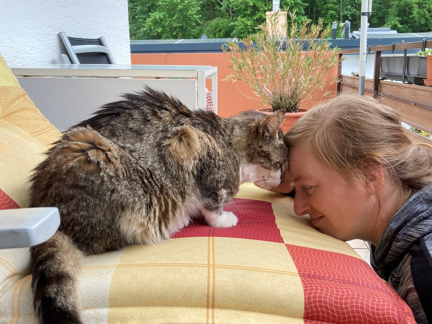 Freiburg catsit head bonk bonding time