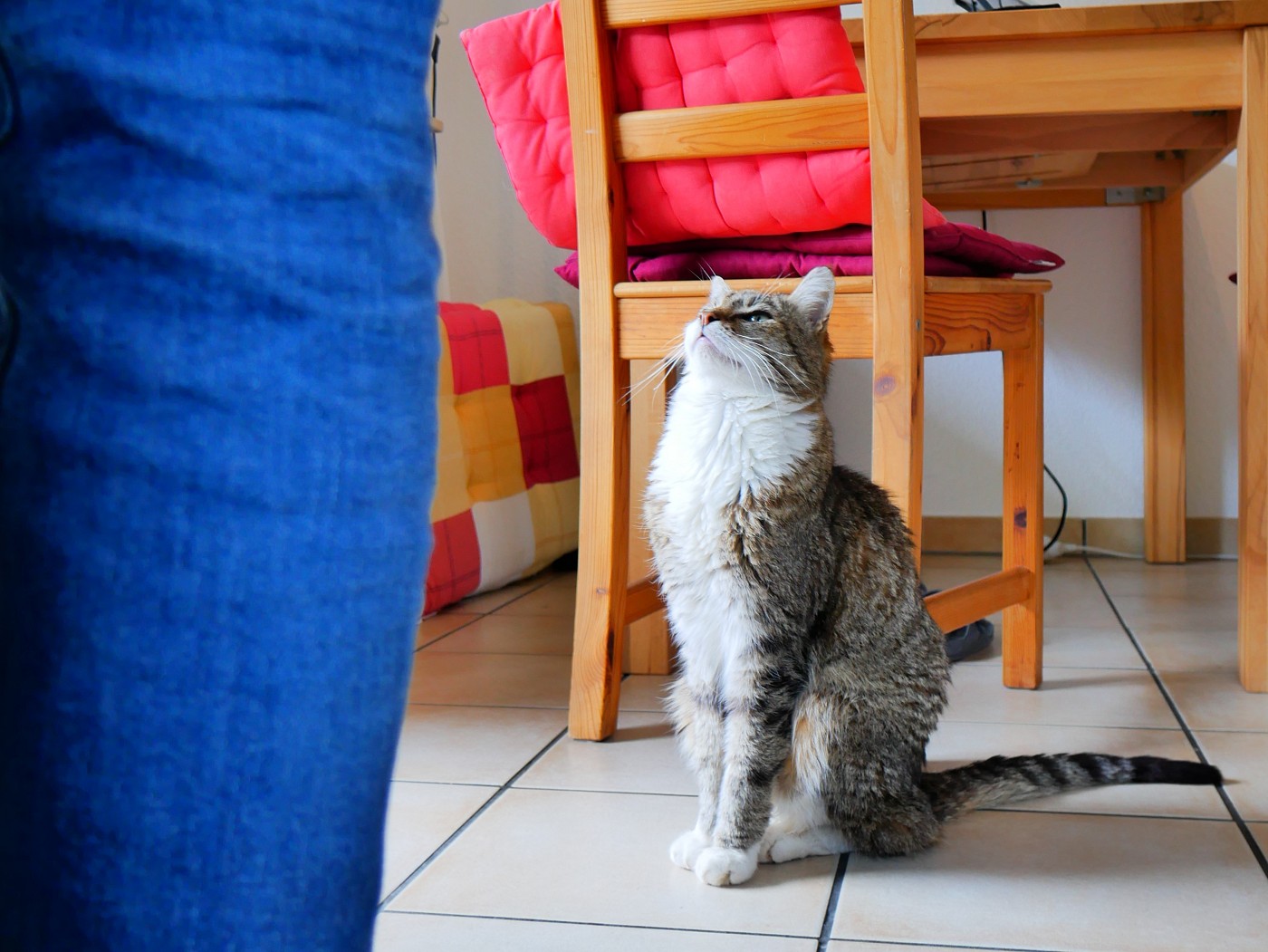 Freiburg housesitting for an older cat dinner time