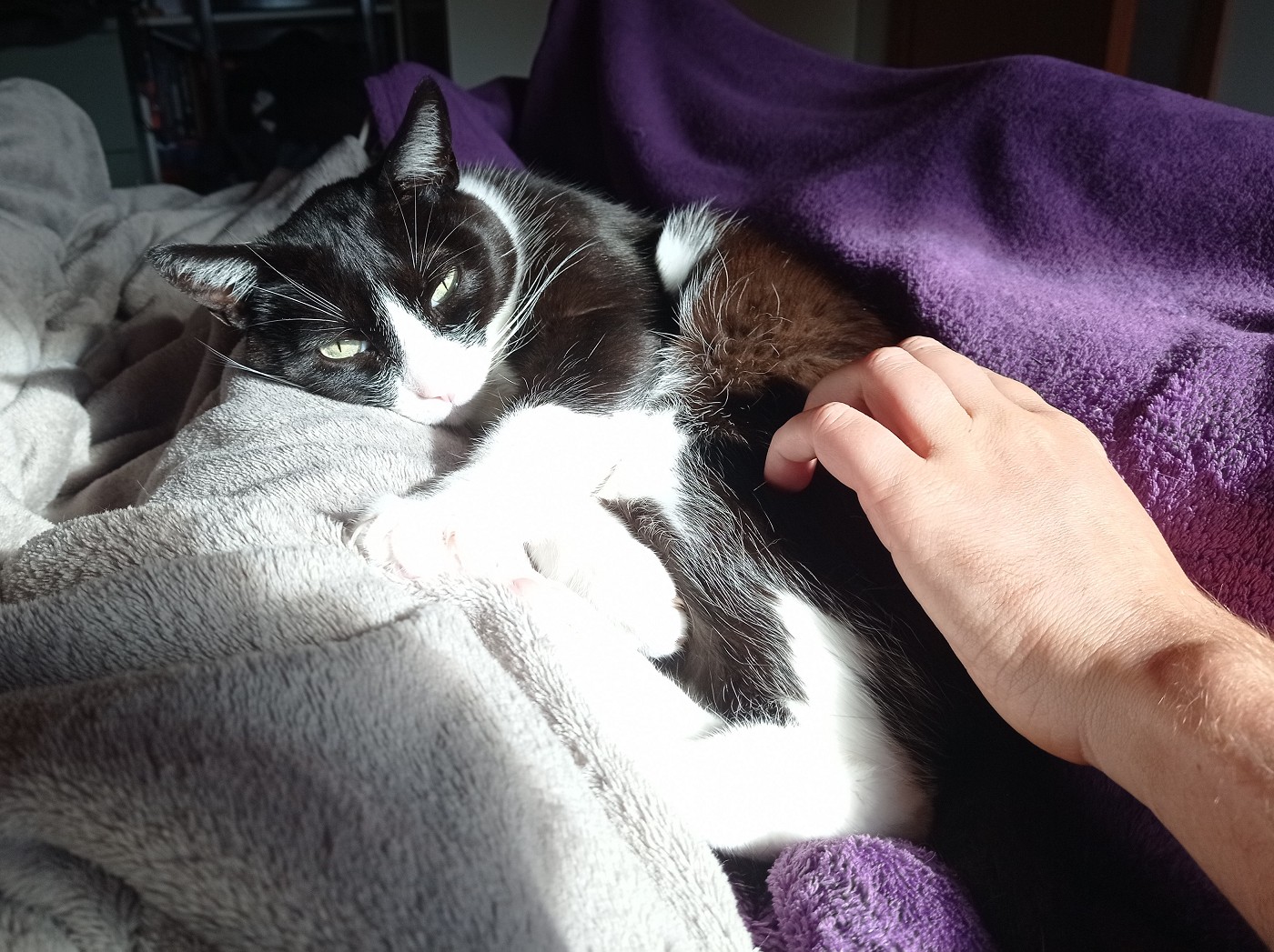 Morning cuddles while catsitting housesitting look of love