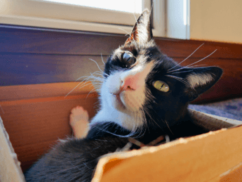 Catsitting housesitting checklists happy cats