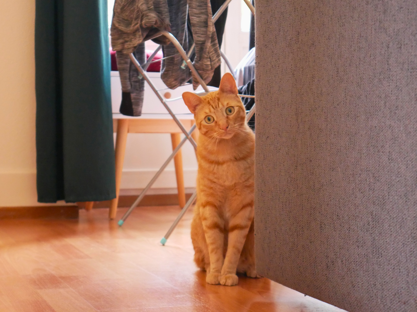 Catsitting housesitting checklists make sure to not forget your charger