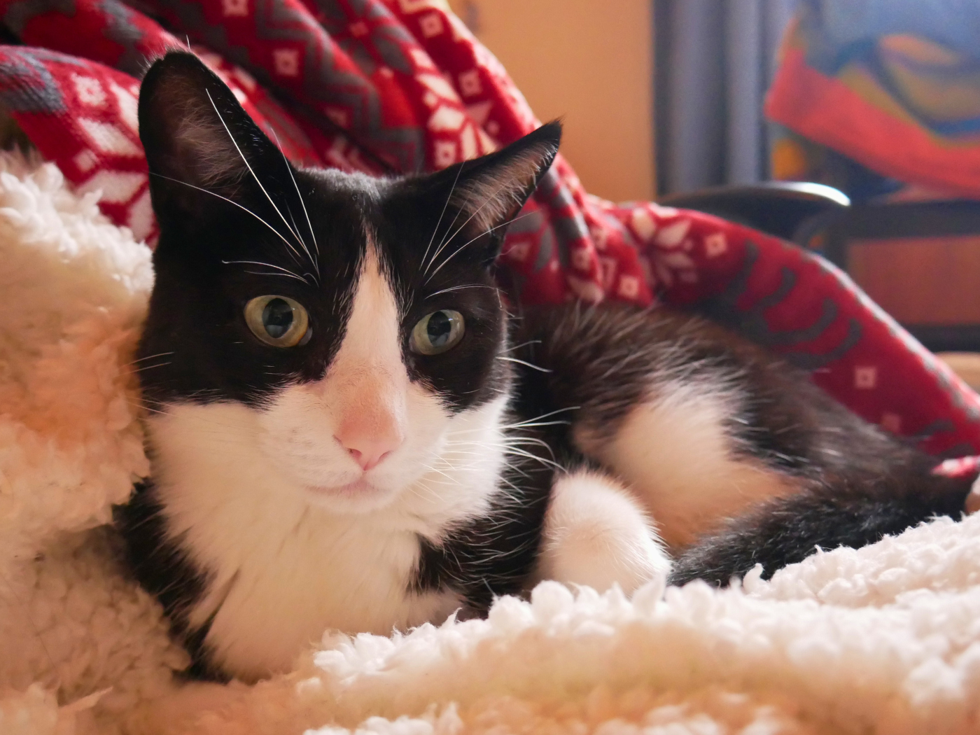 Catsitting housesitting tips questions interview pet parent host trusted housesitters