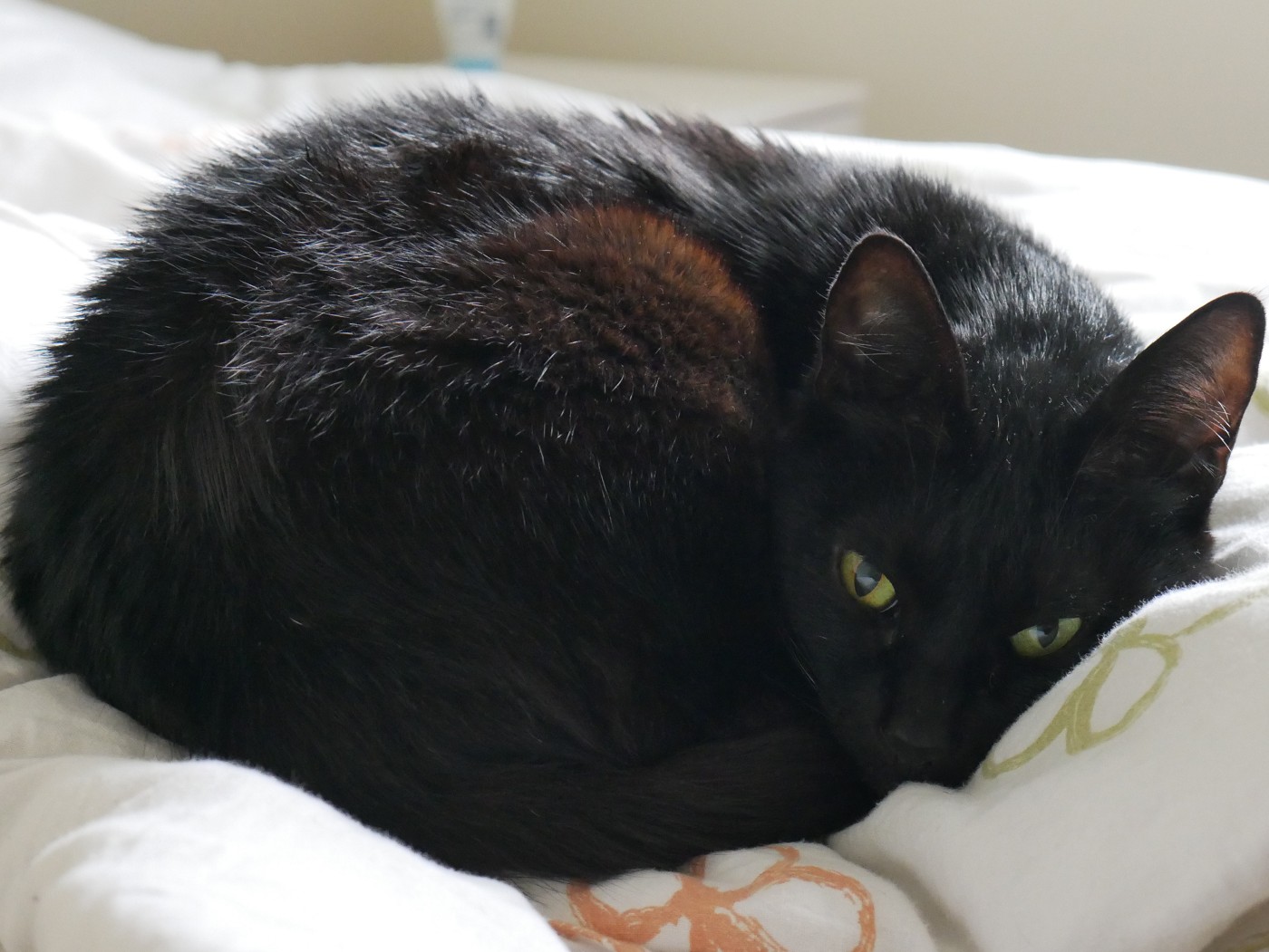 Tallinn Estonia catsitting Trusted Housesitters Lemon the void