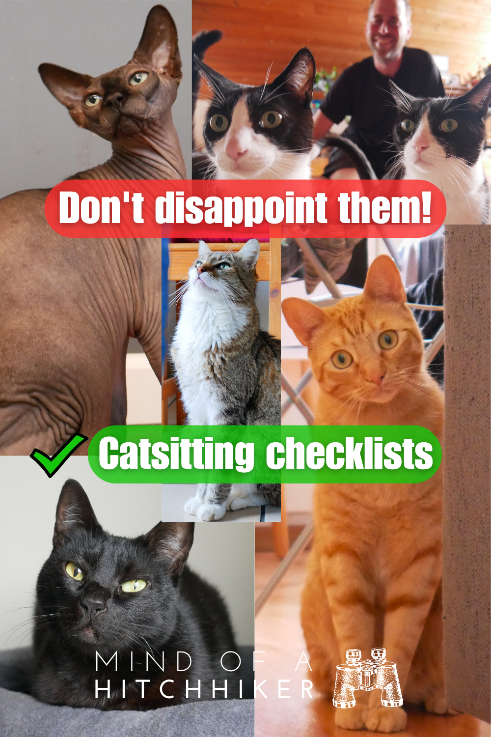 catsitting checklists pins don't disappoint them v2