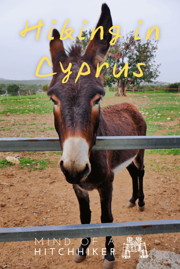 Cypriot Donkey Akamas Peninsula