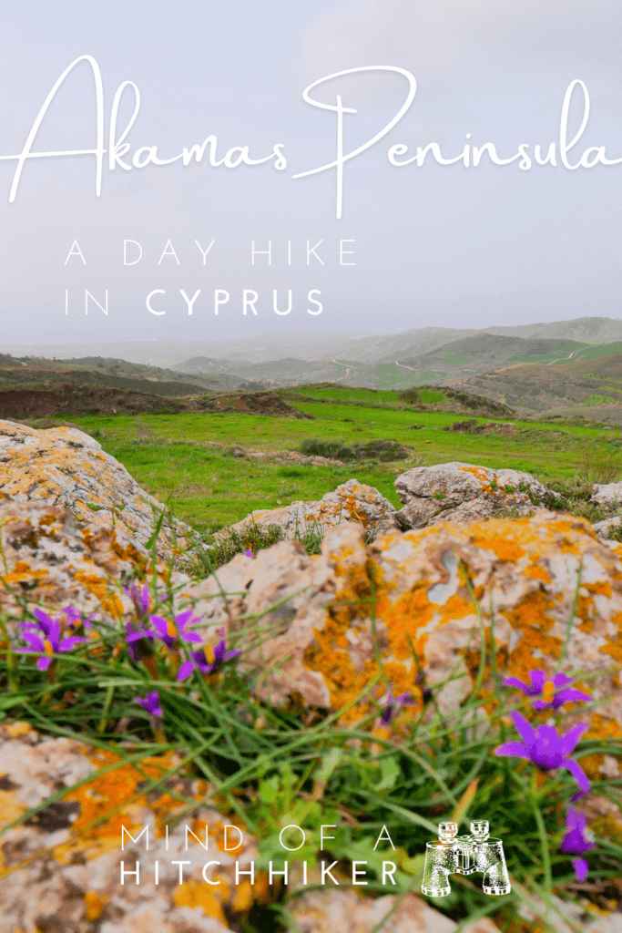 purple flowers in Cyprus Paphos in winter
