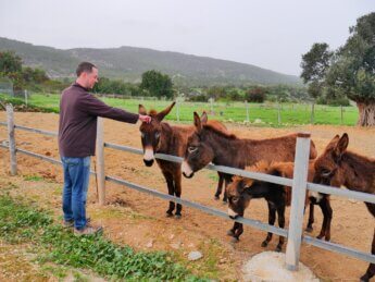 Cyprus Donkeys Neo Chorio Akamas Peninsula Cypriot