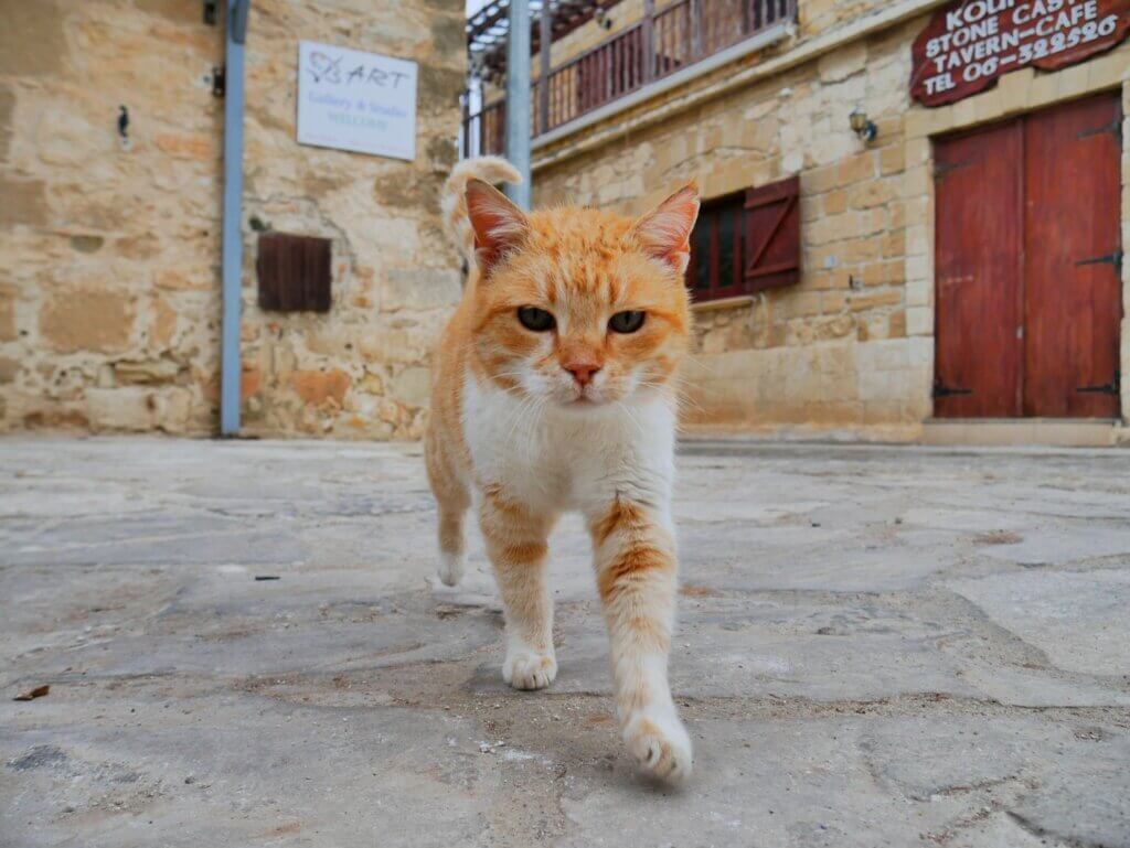 cat in Neo Chorio pettable orange boy