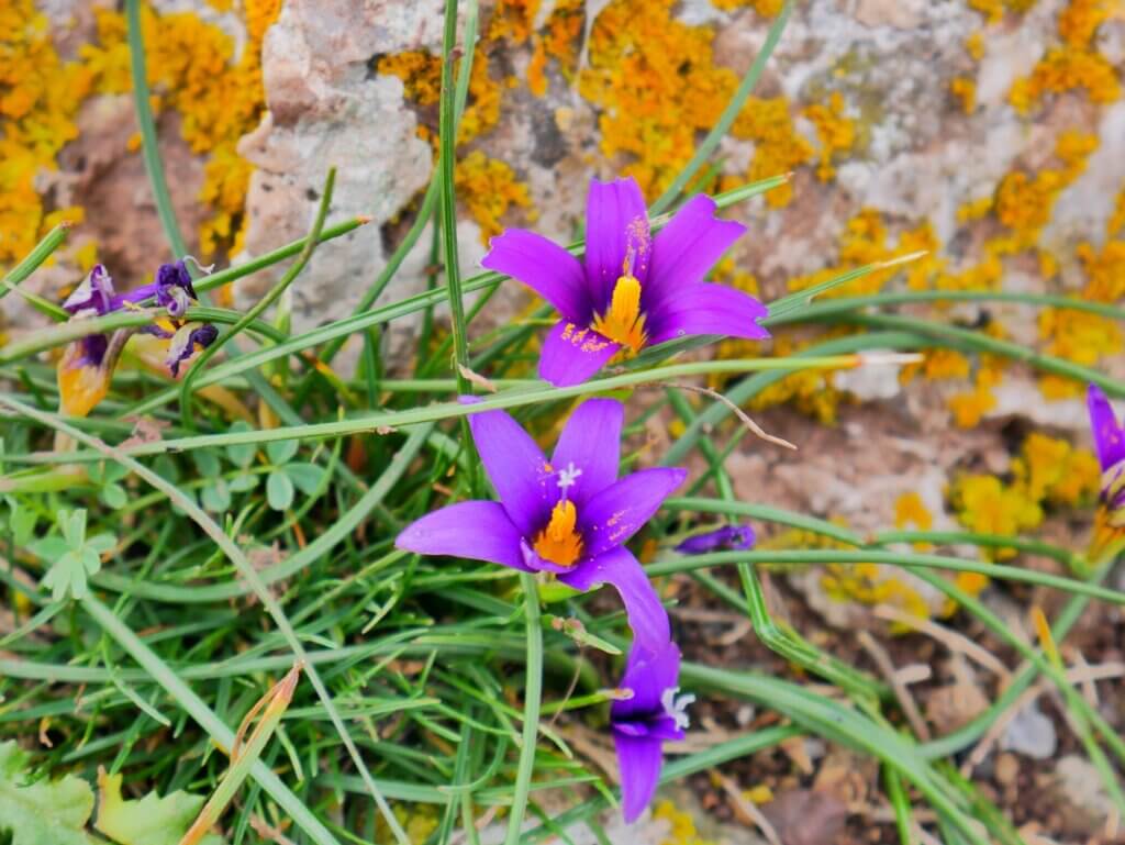 purple flowers Akamas Peninsula Paphos Cyprus