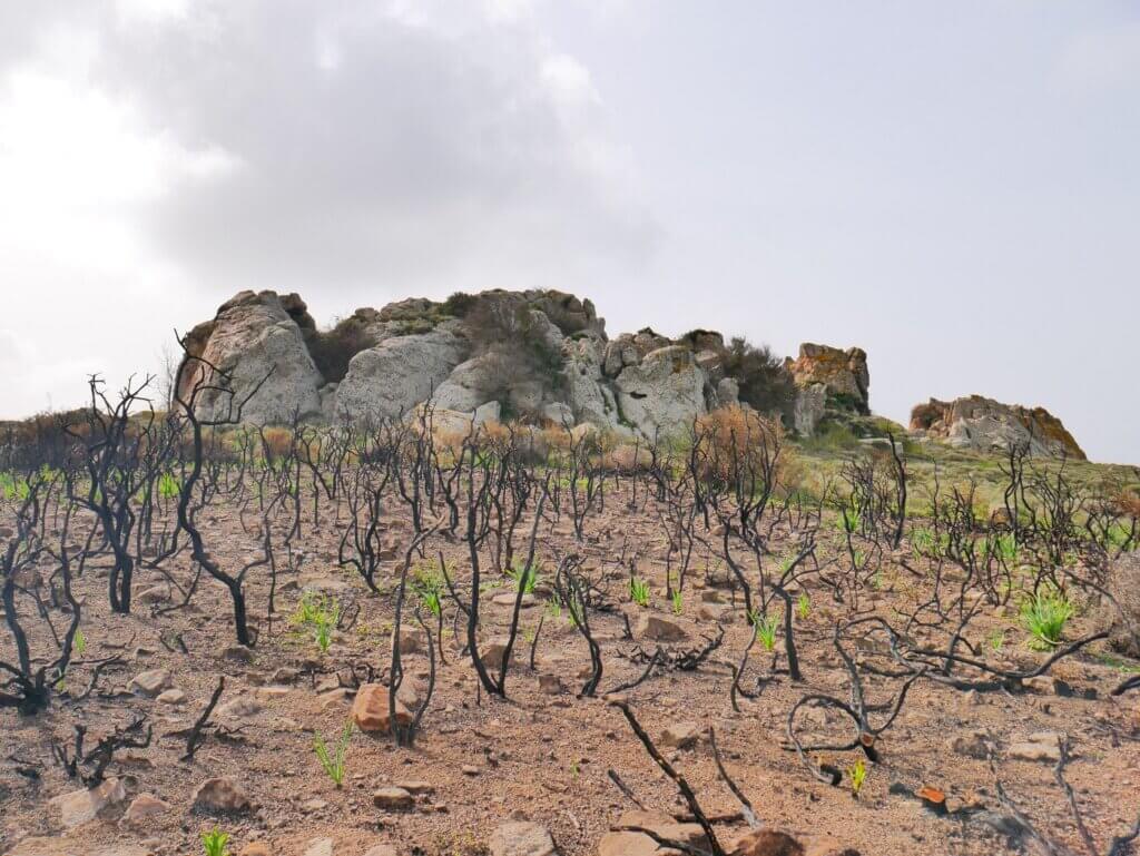 rocks burnt vines vineyard Cyprus Akamas