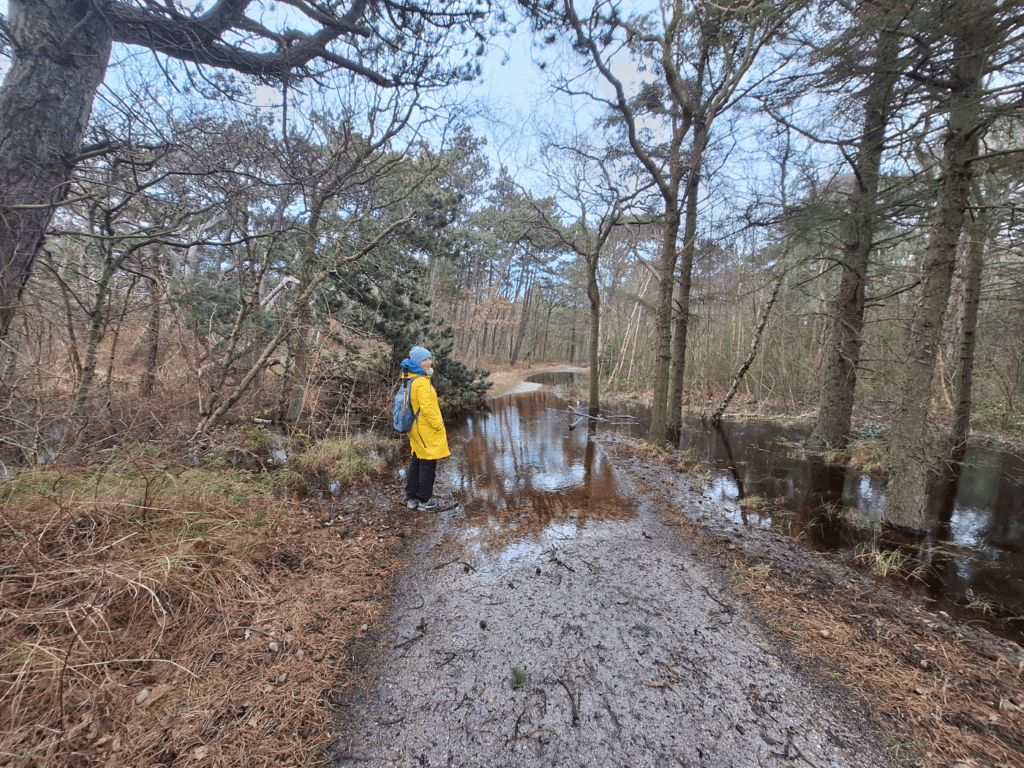 flooded paths in Oost-Vlieland forest hike groundwater