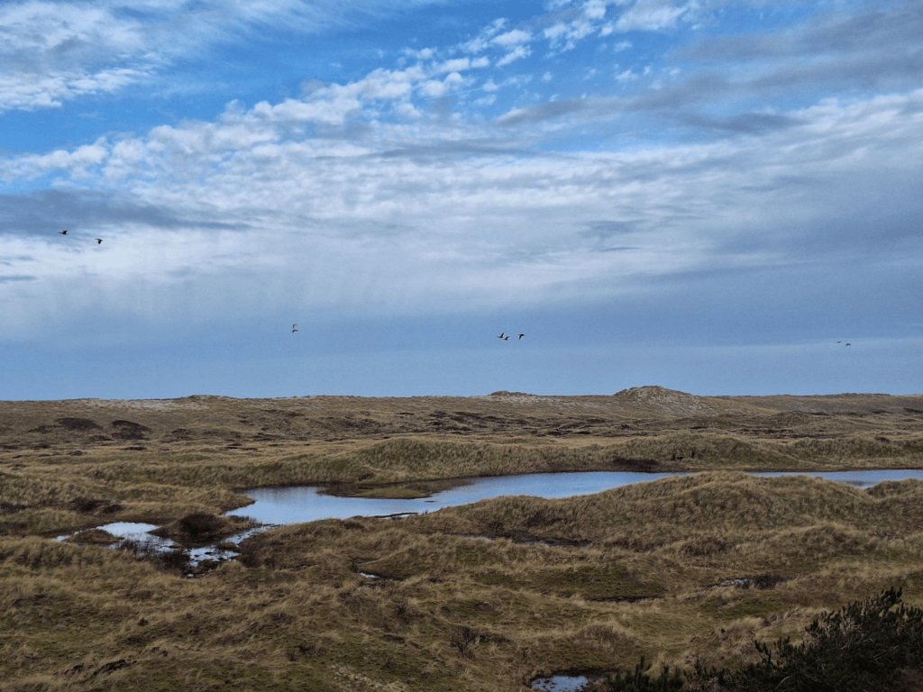 viewpoint birdwatching fen the Netherlands Vlieland day hike