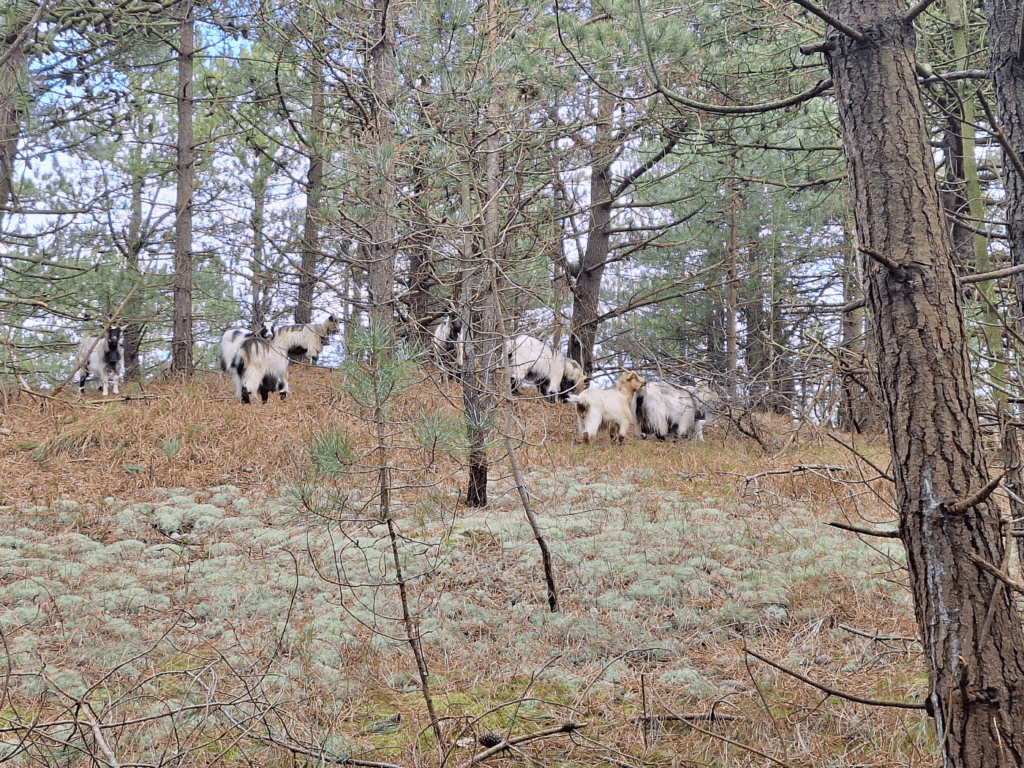 forest goats with geofence alarms on the Dutch Wadden Sea islands herd